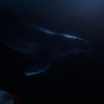humpback-in-moonlight